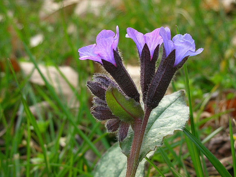 Pulmonaria officinalis / Polmonaria maggiore